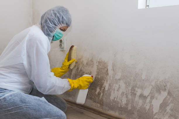 Trusted Central Park, WA Mold Remediation Experts