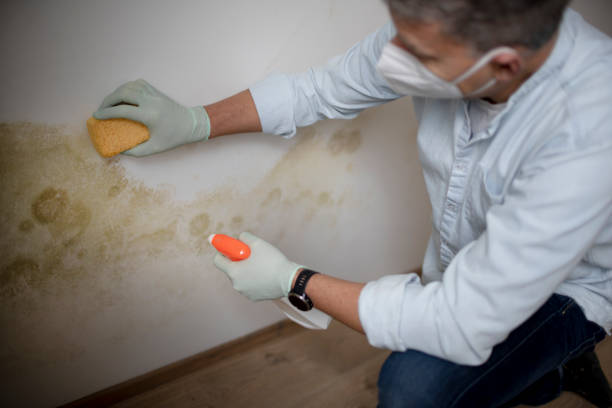 Central Park, WA Mold Remediation Company