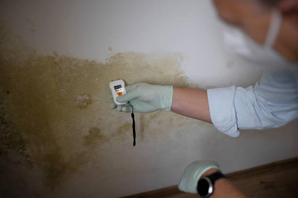 Best Mold Remediation for Schools in Central Park, WA