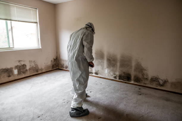 Best Residential Mold Remediation in Central Park, WA